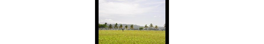 Cricket at Prison Oval